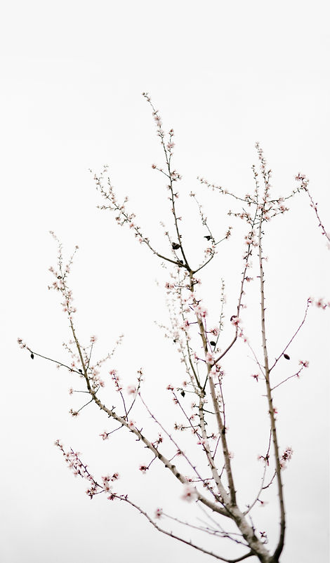 Image by Annie Spratt