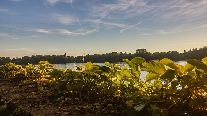 Image by Niklas