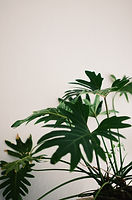 Image by Chris Lee