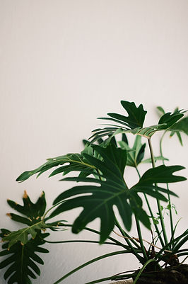 Image by Chris Lee