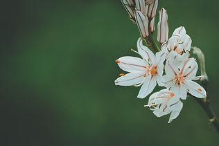 Image by Aziz Acharki