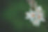 a pretty flower on a green background
