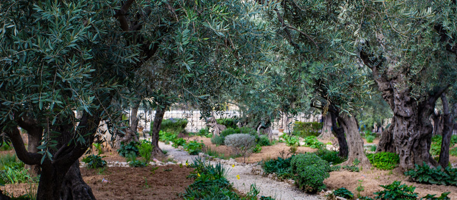 Garden of gethsemane