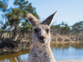 Australia