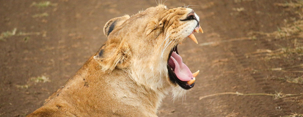 2 Days Luxury Fly-in Safari From Zanzibar