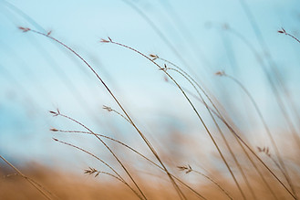 A backdrop of clear gentle blue sky frames bronze grass as it gently bends in the breeze.