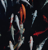 Image by David Dvořáček