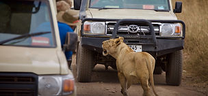 Safari jeep game drive in Serengeti national park