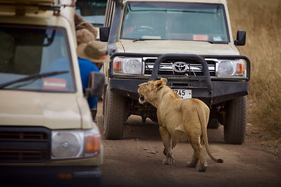 Lion walking near a safari jeep during the 7-day Tanzania and Zanzibar adventure.