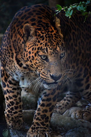 Image by Prashant Saini