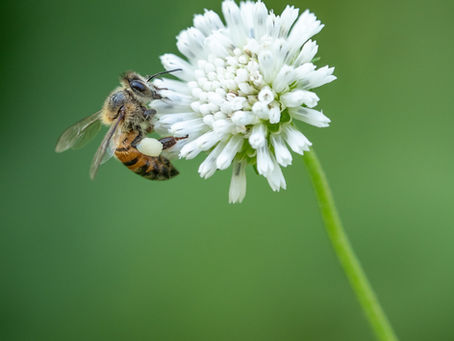 Wicklow County Council needs a Biodiversity Officer
