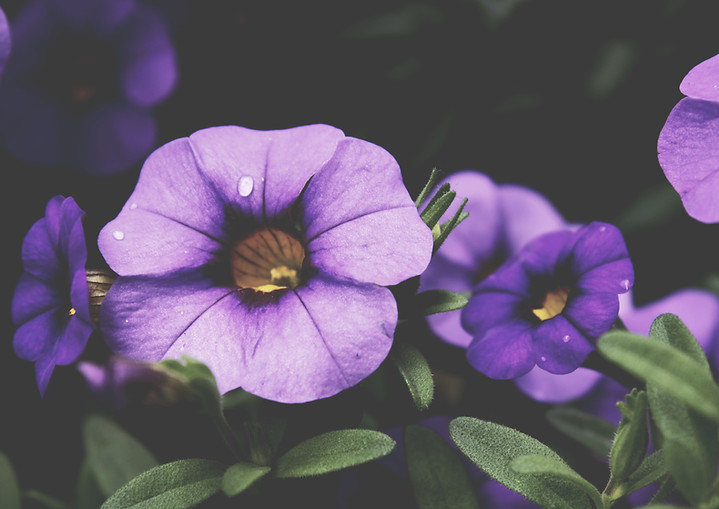 Image by Stefan Spassov