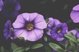 Image by Stefan Spassov