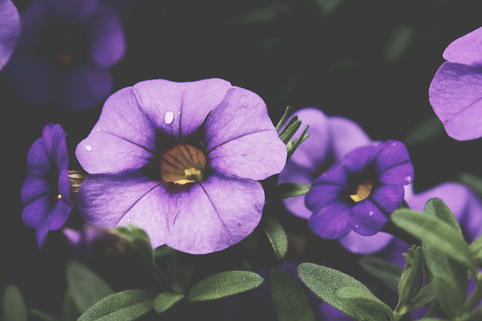 Image by Stefan Spassov