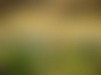 Save The Date - Imbolc: Sunday 31 January 10:30am