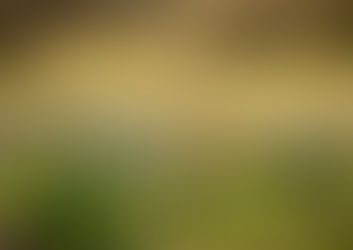 Save The Date - Imbolc: Sunday 31 January 10:30am