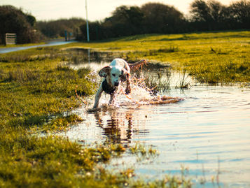 Leptospirosis Vaccine: A Silent Killer?