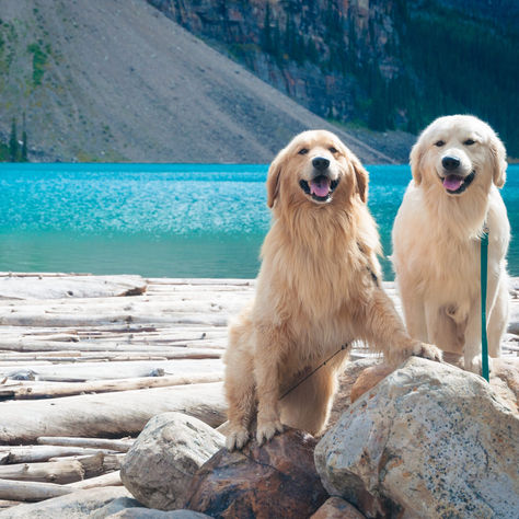 Male Dog Names: 150+ Best & Unique Ideas for Your Furry Friend in 2025 by Woofzo