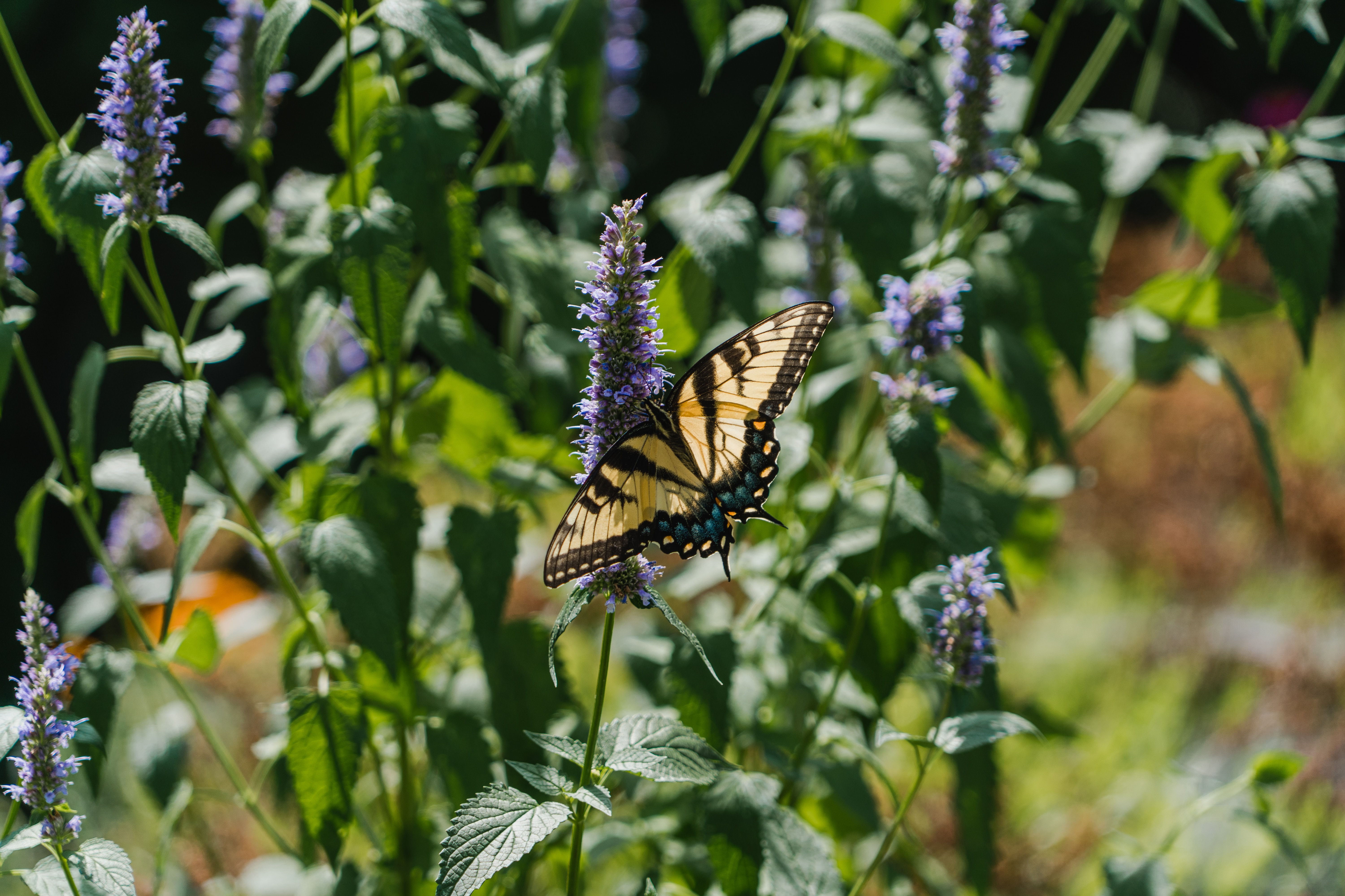Hyssop