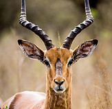 Image de Michael Meyer