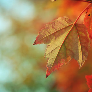 6 Reasons to Plant in the Fall