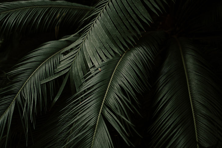 Image by Jessica Favaro