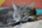Katze entspannt in natürlicher Umgebung, Symbolbild für Trauer um Haustiere und liebevollen Abschied