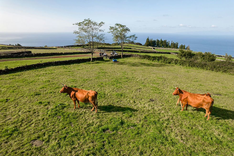 Highland Cow experience x Bookshop Wellness