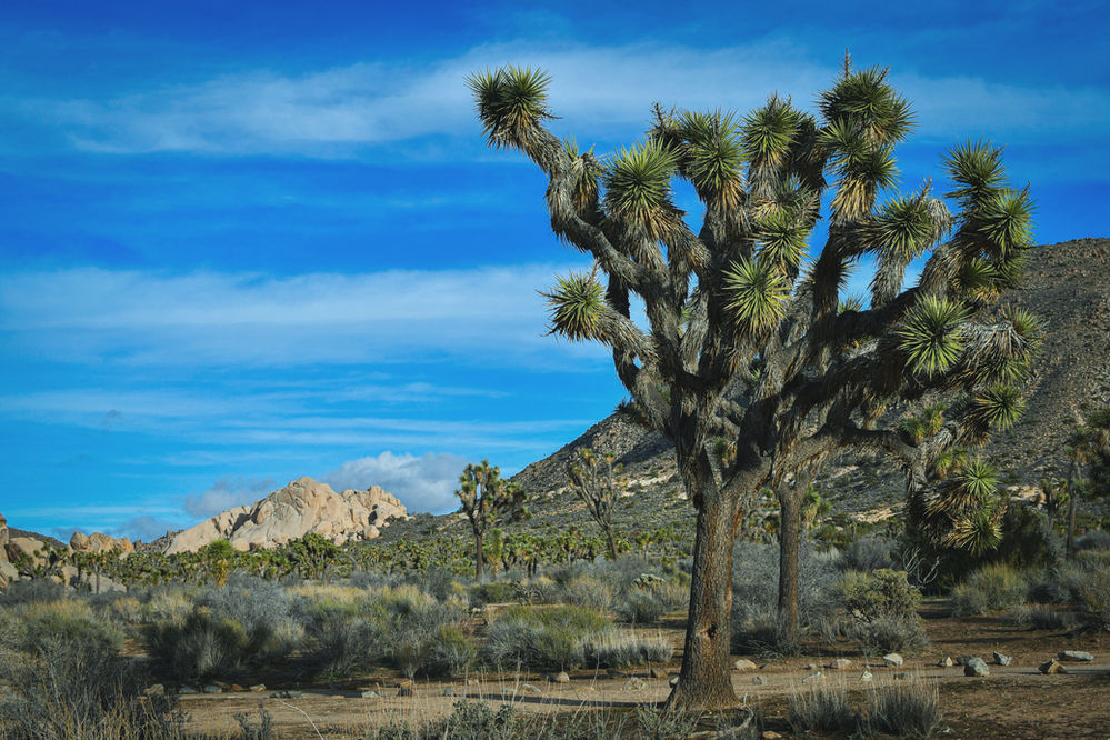 Rent camping gear Joshua Tree National Park