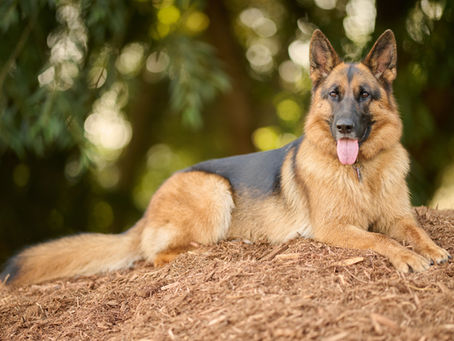 Understanding Hip Dysplasia in Dogs