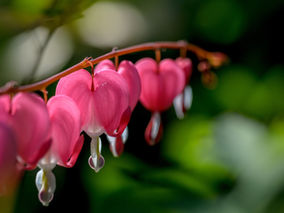Bleeding Hearts