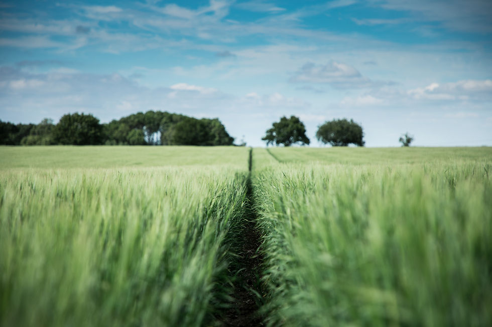 A green field with a path running though the middle of it