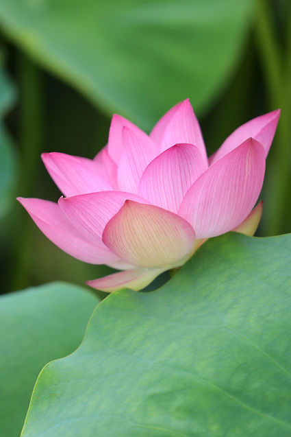 Image by Yi Duo