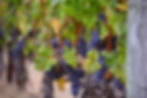 Lines & Vines