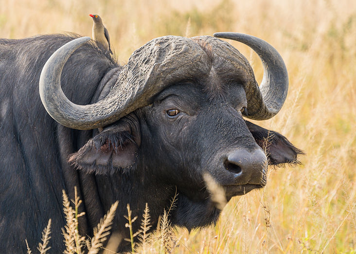 Buffalo Hwange National Park