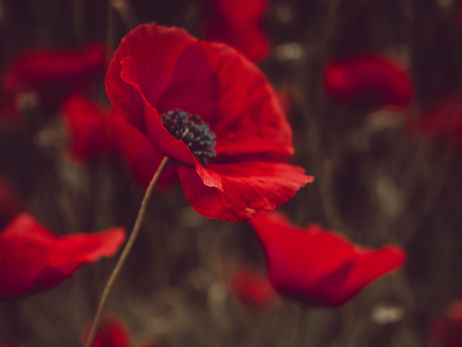 Amapola, simbolismo mágico (Papaver rhoeas)