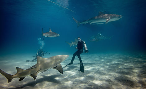 Image by Gerald Schömbs