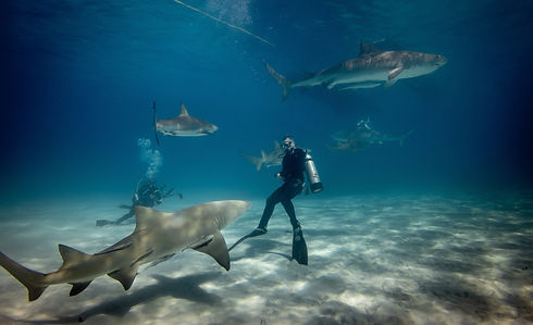 Shark Diving Corporate Experience