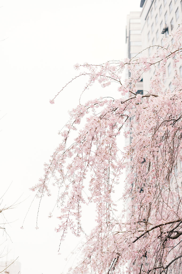 Image by Masaaki Komori
