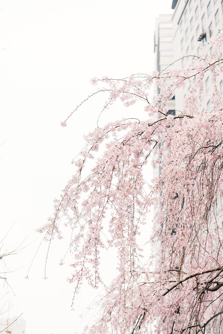 Image by Masaaki Komori