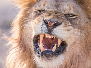 🦁 Giornata Mondiale del Leone – 10 Agosto