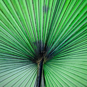 Palm leaf
