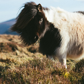 Image by Mike Erskine