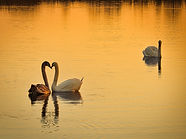 Image by Paul Cusick