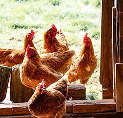 Chick Supplies