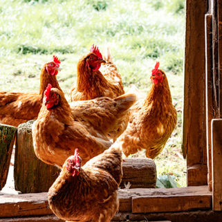 Hens