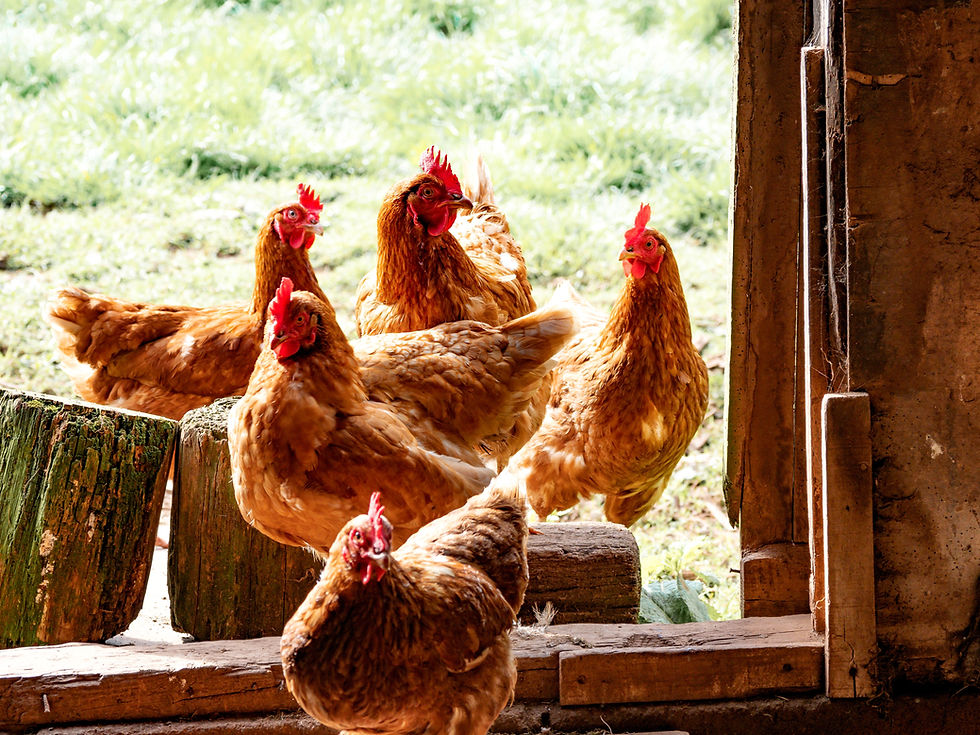 five chickens