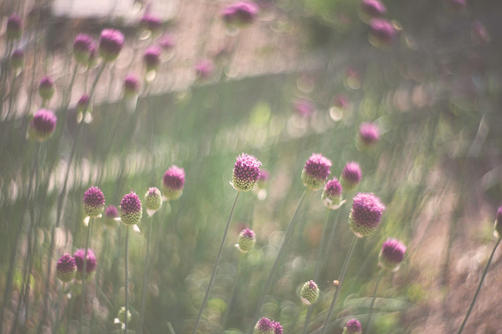 Image by Nani Williams