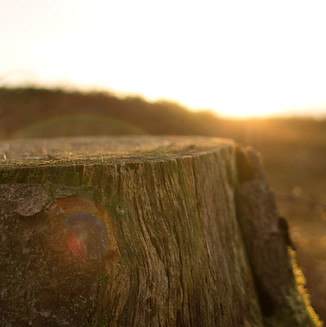 Image by Oisin Conolly