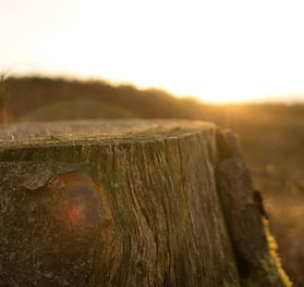 Image by Oisin Conolly